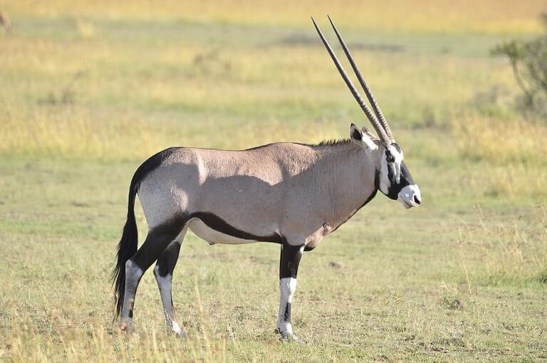 Antilope d'Afrique