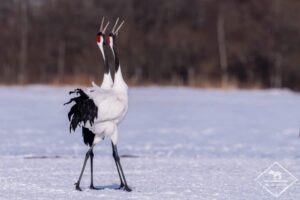 grue du Japon