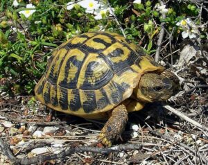 Europe Tortue