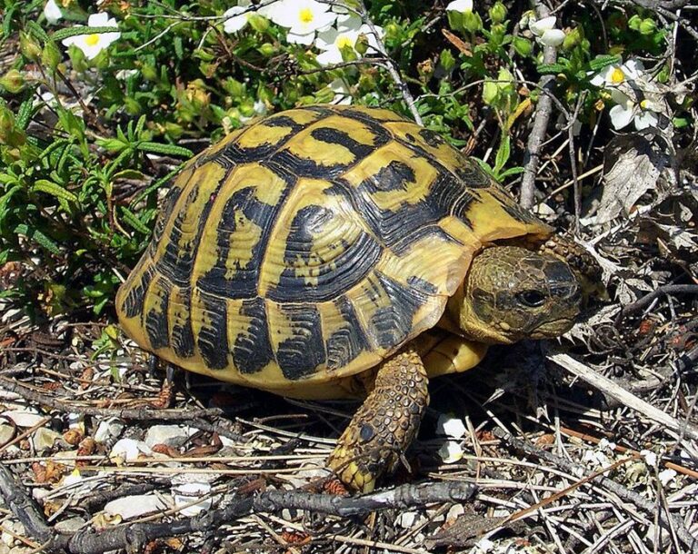 Europe Tortue